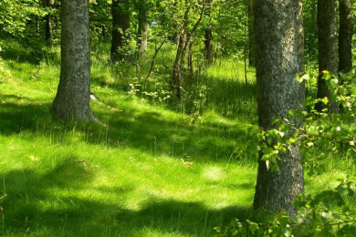 Überraschend viele Wildkatzen in Deutschland - Zählung des BUND mit unerwartetem Ergebnis