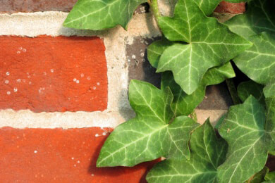 Wenn die Pflanzen wuchern - mit diesen Tipps halten Sie Wucherkünstler im Zaum