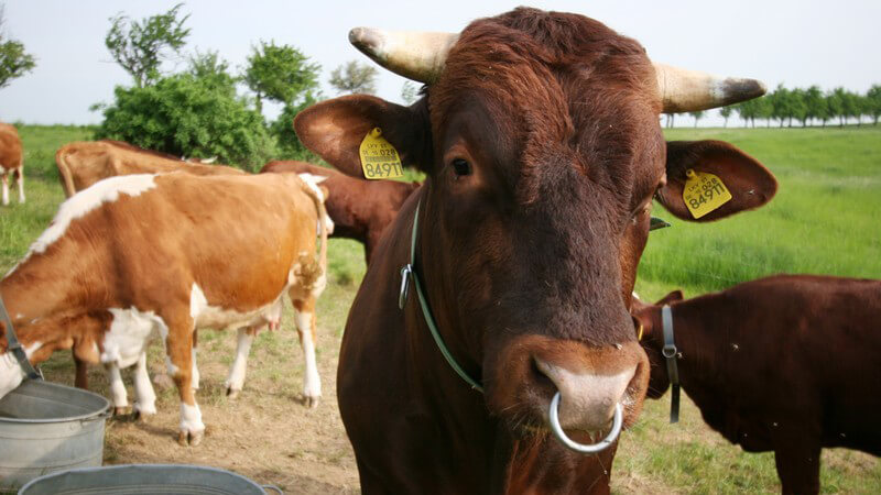Dunkler Rinderbulle mit Ring in der Nase steht mit anderen Rindern auf der Weide