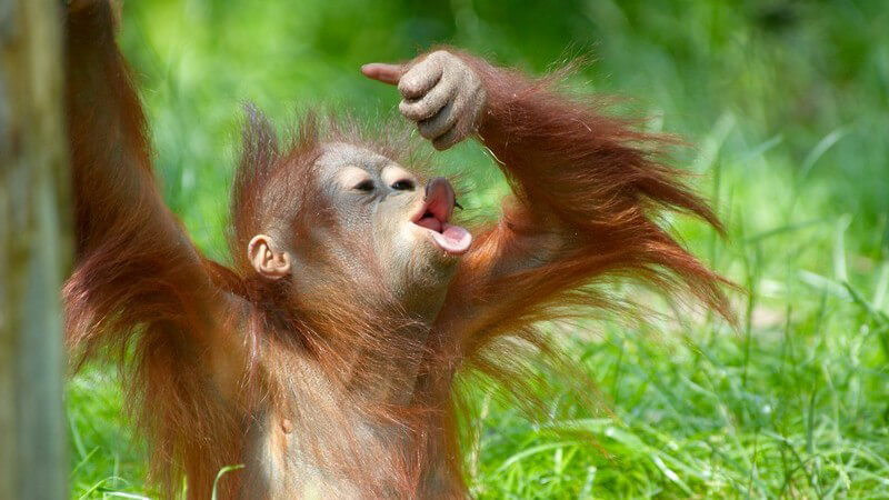 Orang-Utan Baby auf grüner Wiese
