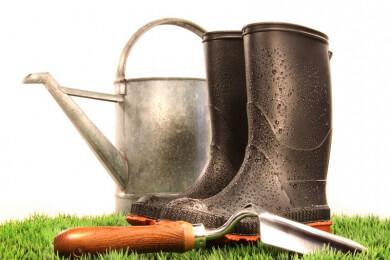 Mangold - das gesunde Blattgemüse selbst anbauen und ernten