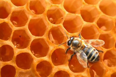 Honig als natürliches Antibiotikum - Bienen konservieren ihre Nahrung mit Bakterien