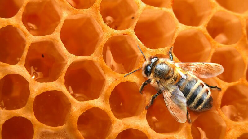 Nahaufnahme Biene auf Honigwabe