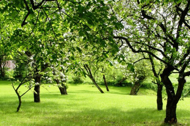 Der Nutzgarten im September - Tipps für Ernte und Pflanzenpflege