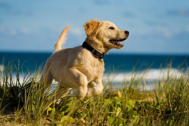 Tierischer Jetset - in der Nebensaison herrscht auf Sylt Hundezeit