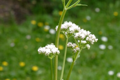 Manche Naturheilmittel können eine Bauchspeicheldrüsenentzündung auslösen