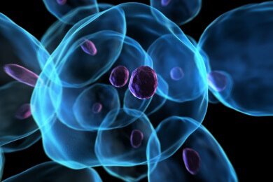 Neue Herz- und Darmerkrankung entdeckt - Mutation des SGOL1-Gens geht auf die Wikinger zurück