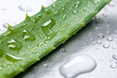 Wundermittel Aloe Vera: Pflanze schützt vor Verbrennungen - und vor Falten