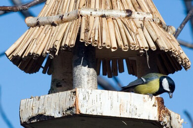 Brutvogel-Bestände nehmen ab - jede dritte Art schwindet