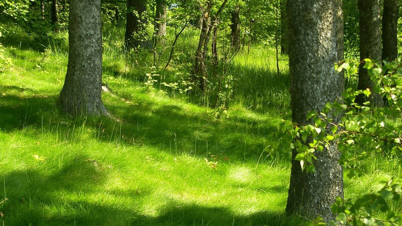 Naturaufnahme Bäume auf grüner Wiese, Sonneneinstrahlung