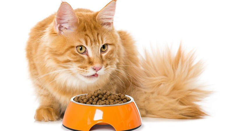 Goldbraune Katze frisst aus einem orangefarbenen Futternapf ihr Trockenfutter