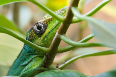 Evolution im Eiltempo: Echsen entwickelten innerhalb weniger Jahre neue Klebefüße