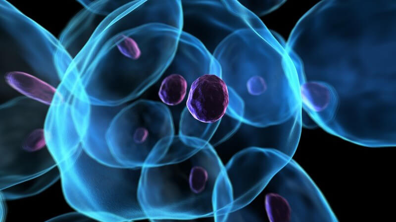 3D Zellen mit Zellkern
