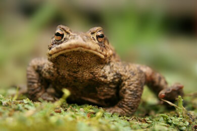 Ungebetener Gast aus Asien: Eingeschleppter Pilz dezimiert europäische Salamander