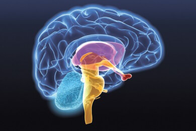 Anhand der Reaktion auf Bilder wollen Neurologen die politische Ausrichtung ableiten