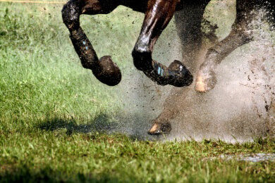 Tod zweier Pferde überschattet deutschen Sieg beim Galopprennen um den Melbourne Cup