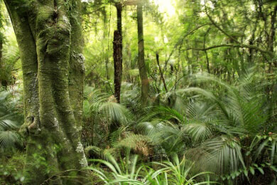 Abholzung des Amazonas-Regenwaldes in Brasilien schreitet immer weiter voran
