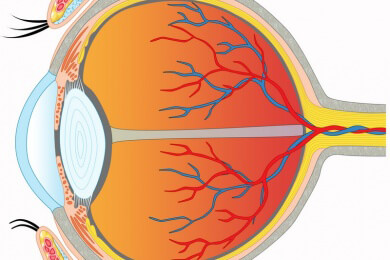 Weiße Haut des Auges als Kommunikationsmittel - bereits Säuglinge verstehen ängstliche Blicke