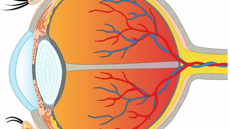Grafische Darstellung Querschnitt eines menschlichen Auges, weißer Hintergrund