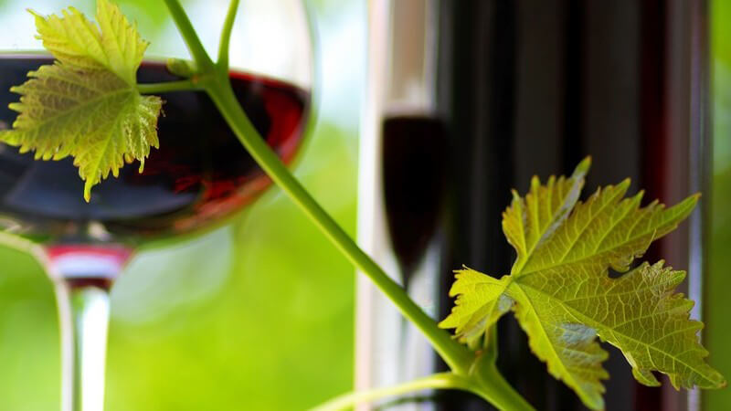 Weinzweig mit Blättern, im Hintergrund Glas mit Rotwein