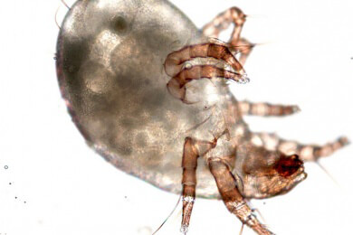 Haatschi! Wenn Hausstaubmilben das Leben zur Qual machen