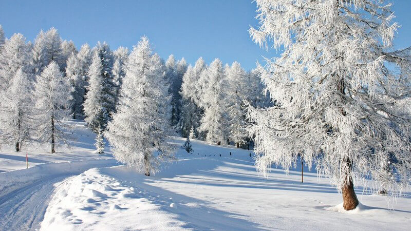 Weißer Wald, blauer Himmel und schneebedeckter Wanderweg