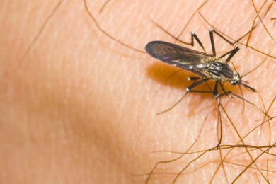 Raffinierte Moskitos - so überstehen die Blutsauger monatelange Trockenzeit