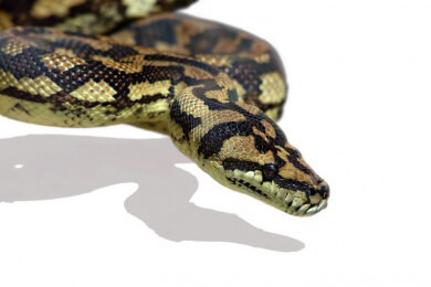 Schlange und Krokodil: Exotenleder und seine Alternativen