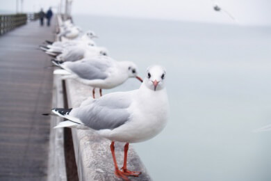 Dänemark im Dunst - wahre Liebhaber genießen die Nordseeküste von November bis März