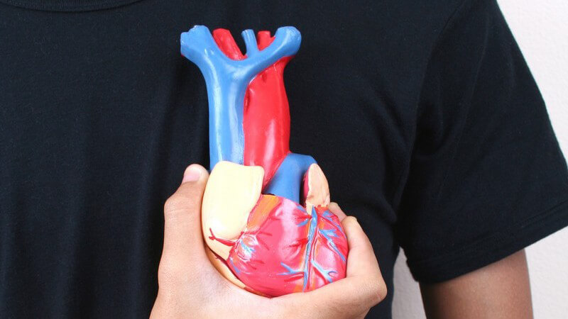 Mann hält Herz-Modell vor seine Brust