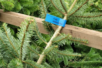 So teuer sind Weihnachtsbäume in diesem Jahr