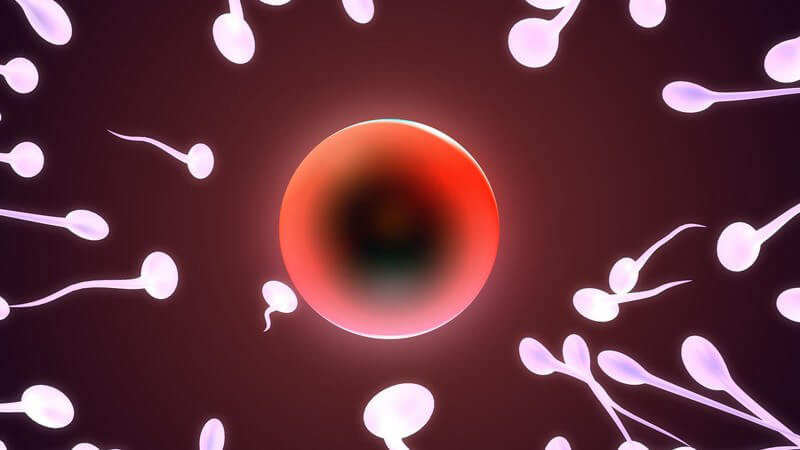 Grafik viele Samenzellen um Eizelle, Befruchtung, bordeaux-roter Hintergrund, rote Eizelle, weiße Samenzellen