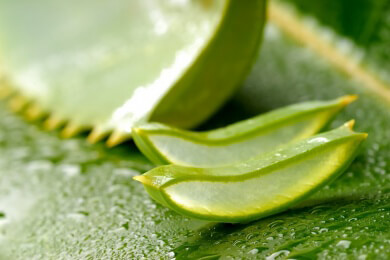 Uralte Heilpflanze: Aloe Vera wird heute wieder entdeckt