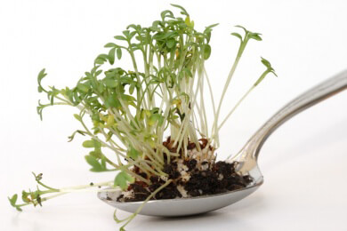 Würzig und gesund - Sprossen peppen den Speiseplan auf