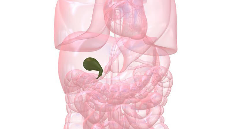 Grafik Organe mit Gallenblase hervorgehoben