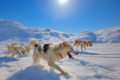 Huskytour in Kanada - mit dem Hundeschlitten durch unberührten Schnee