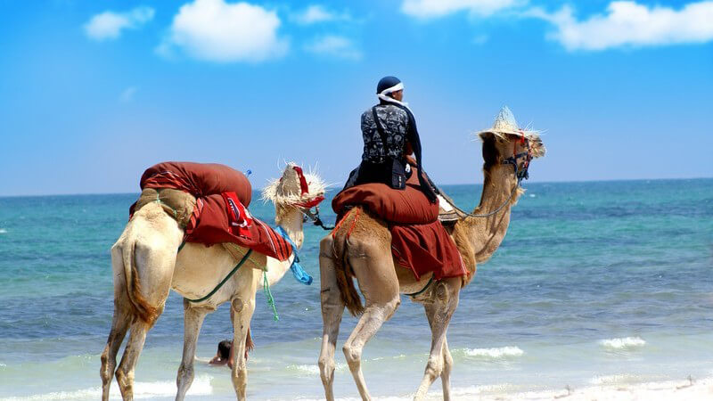 Mann reitet auf Kamel, hat weiteres Kamel an Leine an Strand mit Meer