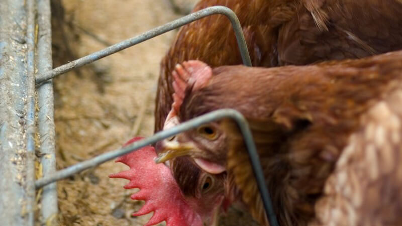 Ausschnitt Hühner im Stall, werden gefüttert