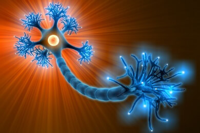 Balance-Akt auf vereistem Boden: Das Rückenmark steuert die Koordination