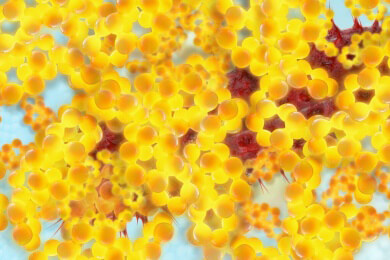 Fettzellen benötigen eine gewisse Zeit zur Reifung