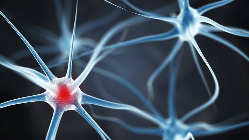 Grafik mit Neuronen (Nervenzellen) im Gehirn, rot markiert