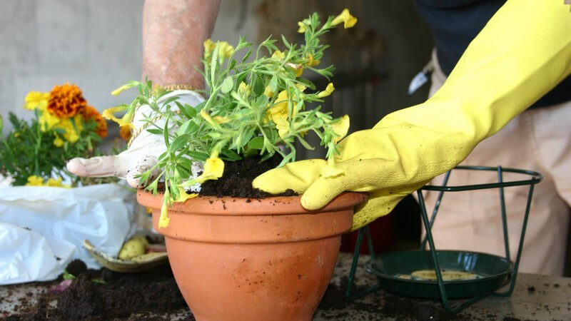 Gärtner mit Handschuhen pflanzt Blume in Blumentopf