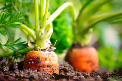Gemüsegarten anlegen - Tipps für Einsteiger
