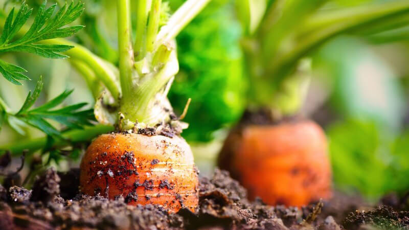 Nahaufsicht von Karotten oder Möhren im Beet, in der Erde