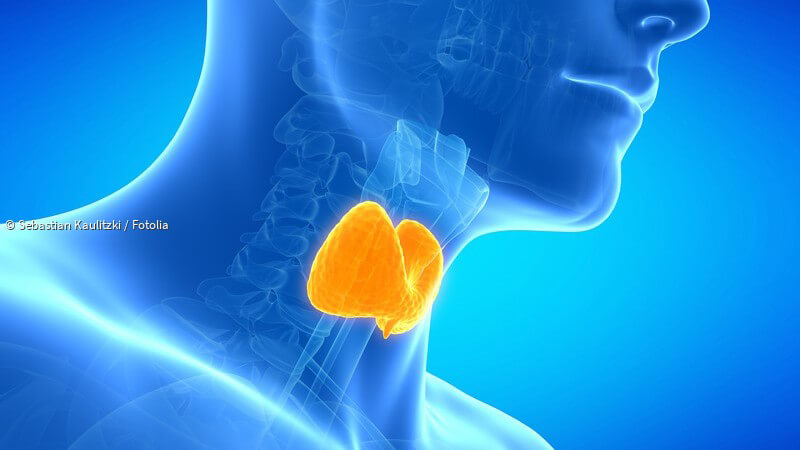 ᐅ Neue Erkenntnis über Schilddrüsenhormone: Wie die Botenstoffe im