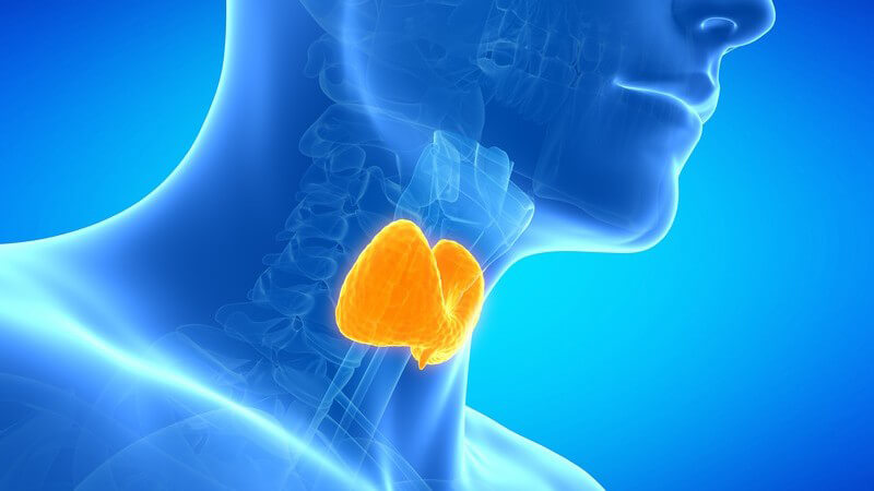 Blaue 3-D-Grafik der Schilddrüse im Halsbereich eines Mannes, gelb-orange leuchtend hervorgehoben
