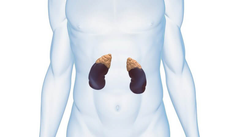 Grafik männlicher Körper, Nieren und Nebennieren