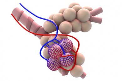 Durchblutung der Lunge wird von zwei Molekülen gesteuert