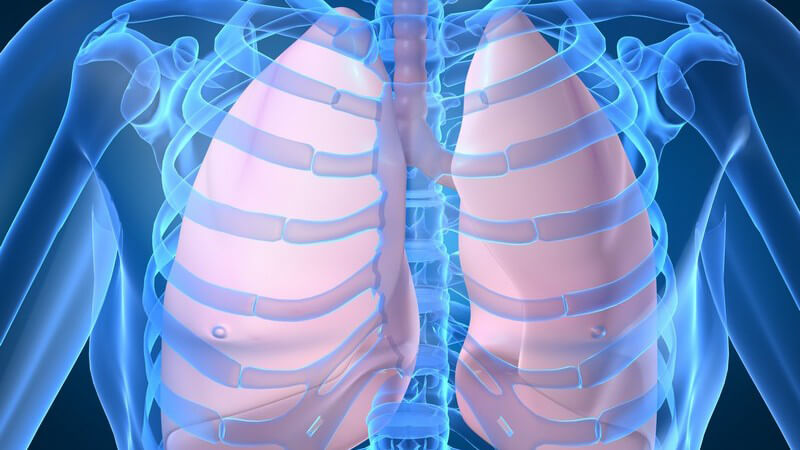 Anatomie - Grafik der menschlichen Lunge