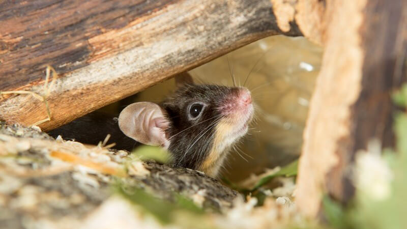 Eine Maus schaut unter Holzklötzen hervor